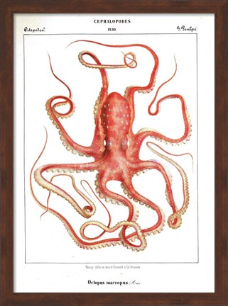 Framed Octopus Etching Print