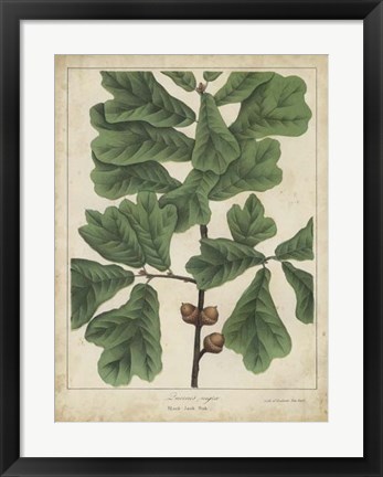 Framed Oak Leaves &amp; Acorns I Print