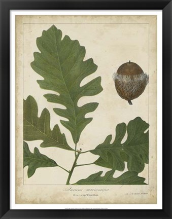 Framed Oak Leaves &amp; Acorns III Print