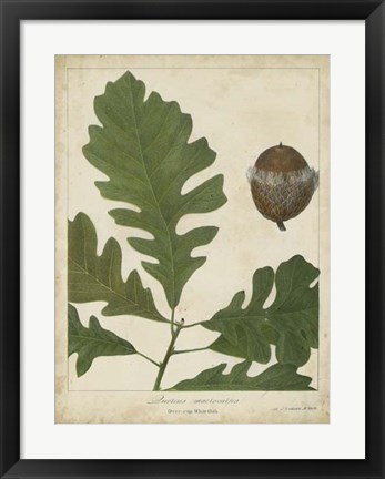 Framed Oak Leaves &amp; Acorns III Print