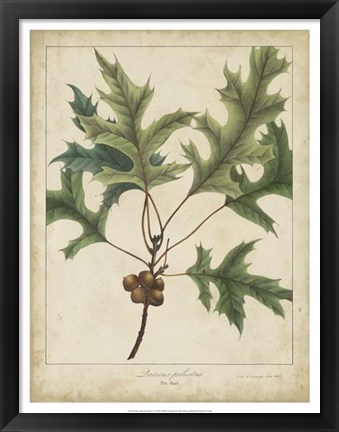 Framed Oak Leaves &amp; Acorns IV Print