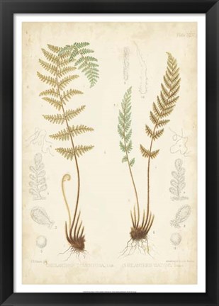 Framed Fern Study I Print