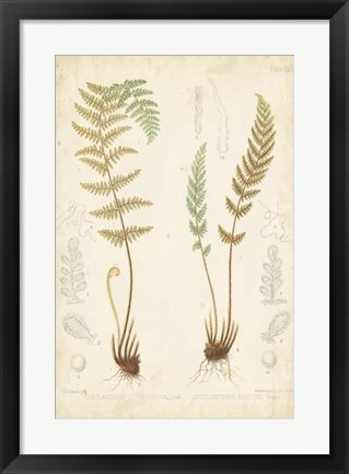 Framed Fern Study I Print