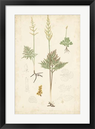 Framed Fern Study II Print