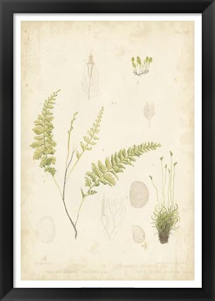 Framed Fern Study IV Print