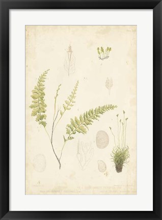 Framed Fern Study IV Print