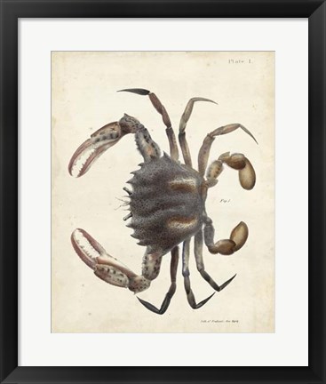 Framed Vintage Crab I Print