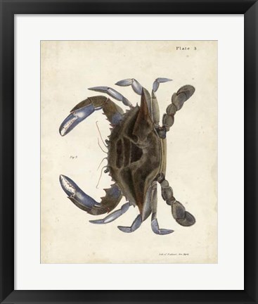 Framed Vintage Crab II Print