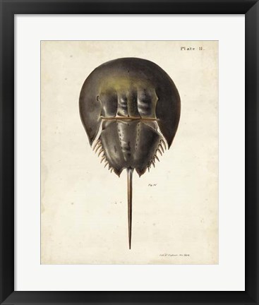 Framed Vintage Horseshoe Crab Print