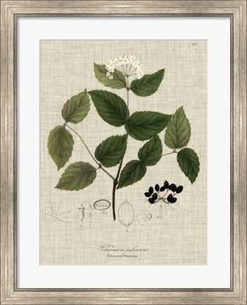 Framed Linen &amp; Leaves I Print