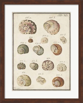 Framed Seashell Synopsis III Print