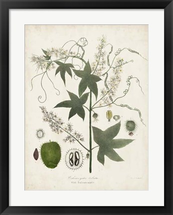 Framed Flowering Flora II Print