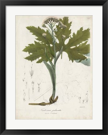 Framed Flowering Flora III Print