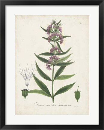 Framed Flowering Flora IV Print