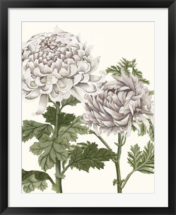 Framed Early Spring Chrysanthemums III Print