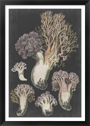 Framed Genus Clavaria I Print