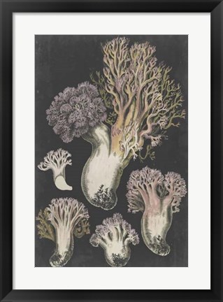 Framed Genus Clavaria I Print