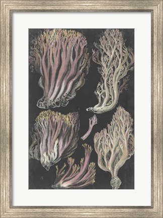 Framed Genus Clavaria II Print