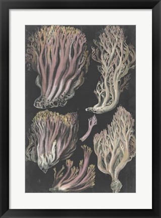 Framed Genus Clavaria II Print