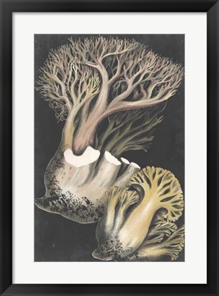 Framed Genus Clavaria III Print