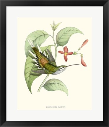 Framed Hummingbird &amp; Bloom III Print