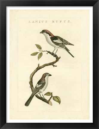 Framed Nozeman Birds I Print