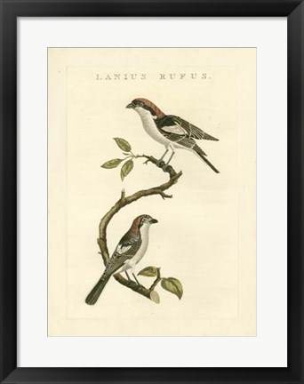 Framed Nozeman Birds I Print