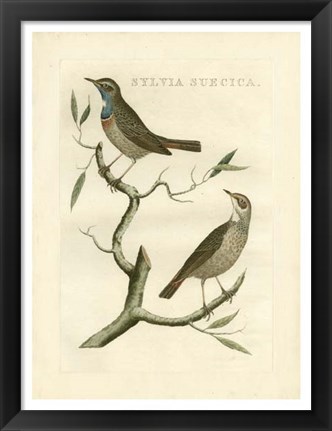 Framed Nozeman Birds II Print