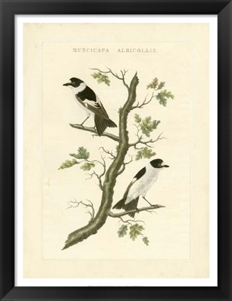 Framed Nozeman Birds IV Print