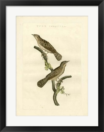 Framed Nozeman Birds V Print