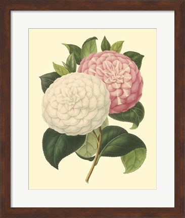 Framed Camellia Garden IV Print