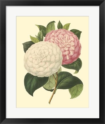 Framed Camellia Garden IV Print