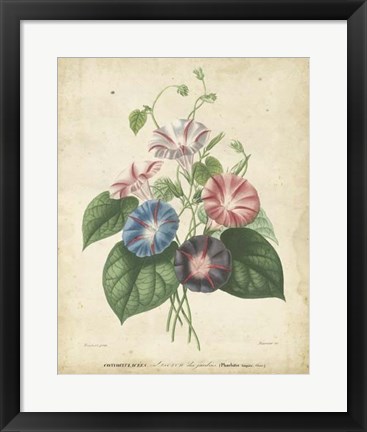 Framed Victorian Bouquet I Print