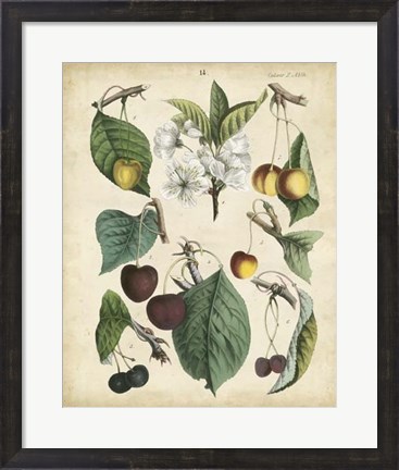 Framed Calwer Wild Cherry Print