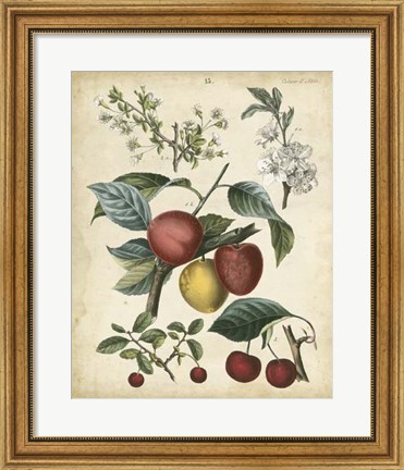 Framed Calwer Cherry Print