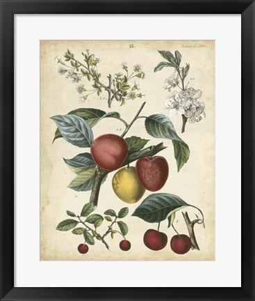 Framed Calwer Cherry Print