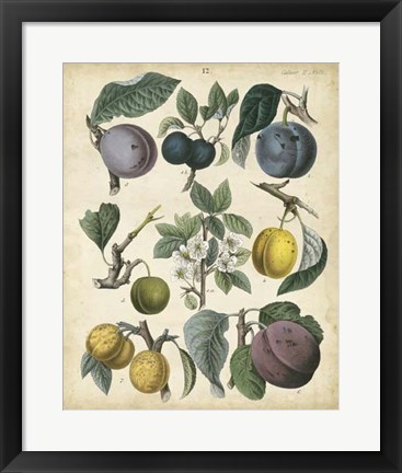 Framed Calwer Plums Print