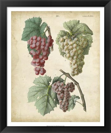 Framed Calwer Grapes II Print