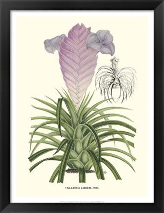 Framed Lavender Orchids III Print