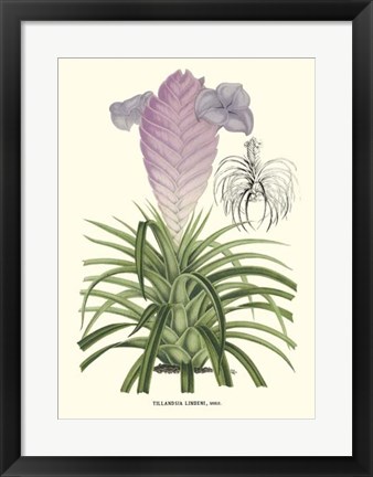 Framed Lavender Orchids III Print