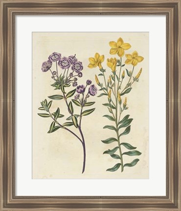 Framed Garden Pairings II Print