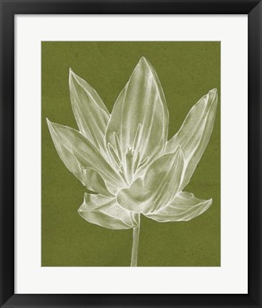 Framed Monochrome Tulip VI Print