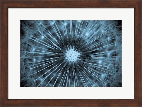 Framed Dandelion Print