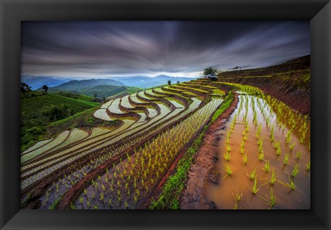 Framed Unseen Rice Field Print