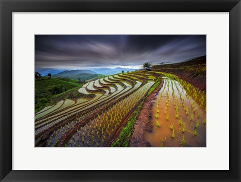 Framed Unseen Rice Field Print