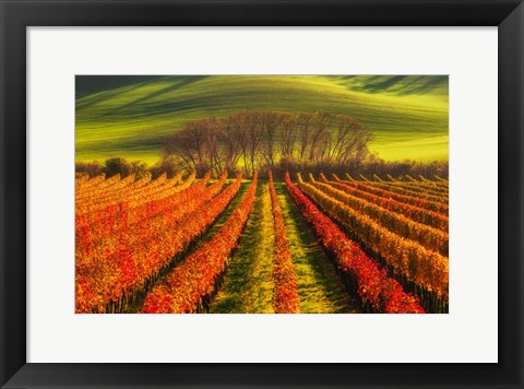 Framed Vine-Growing Print