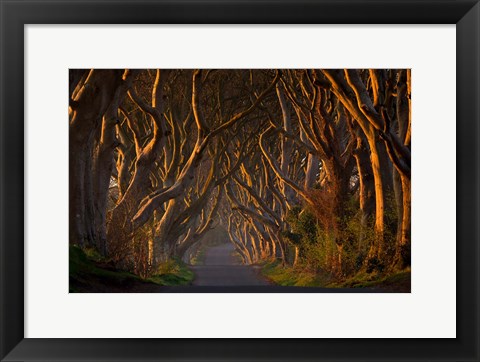 Framed Dark Hedges In the Morning Sunshine Print