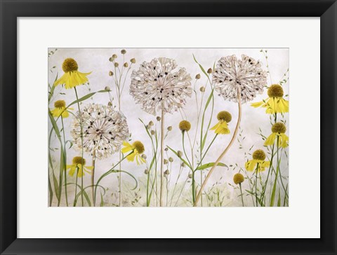 Framed Alliums and Heleniums Print