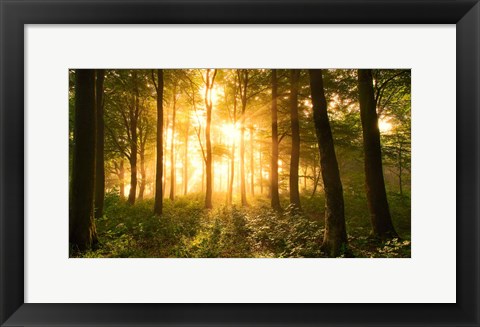 Framed Light In the Forest Print