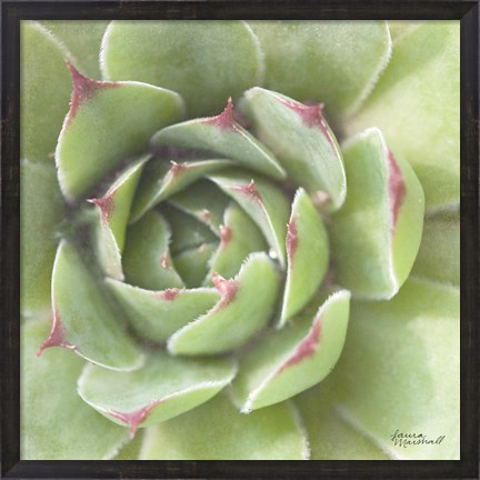 Framed Garden Succulents II Color Print